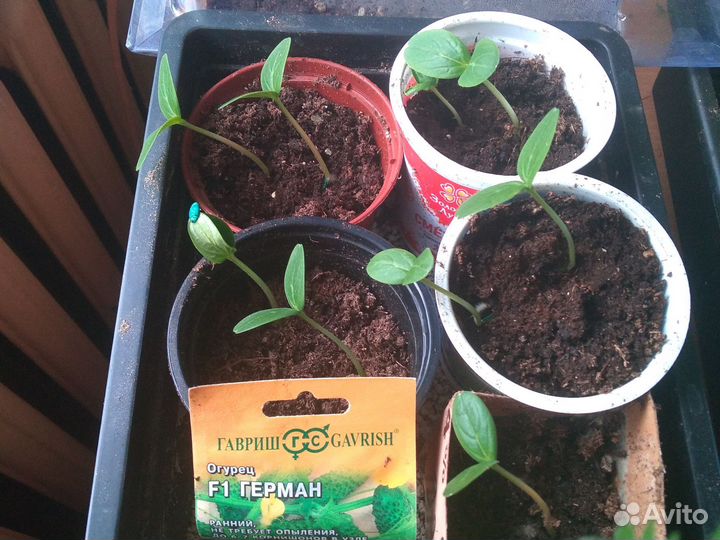 Рассада огурцов