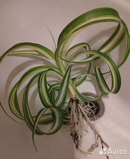Хлорофитум кудрявый