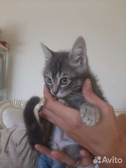 Крошка на ладошке привитый