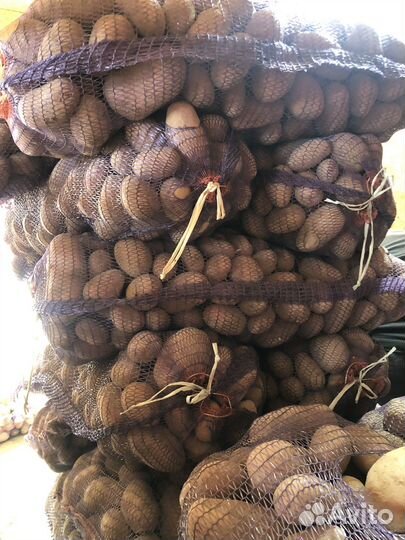 Картофель, сорт Red-Леди