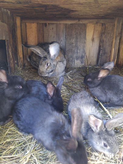 Кролики мясных пород, мясо кролика