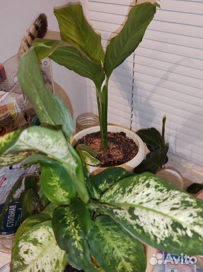Комнатные растения - обмен