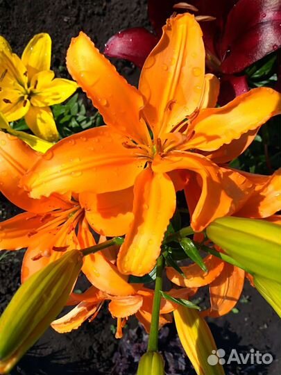 Лилии многолетние