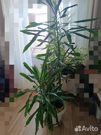 Пальма драцена 170см