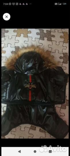 Одежда для собак мелких пород