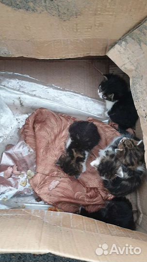 Маленькие котята с мусорки