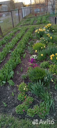 Букеты тюльпанов, срезка