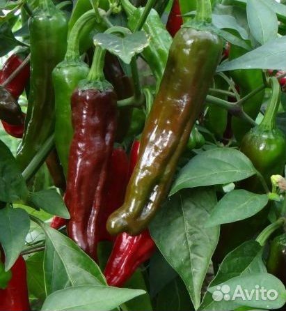 Коллекционные семена перца Capsicum annuum