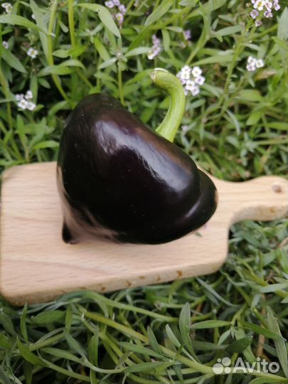 Семена перца Леся