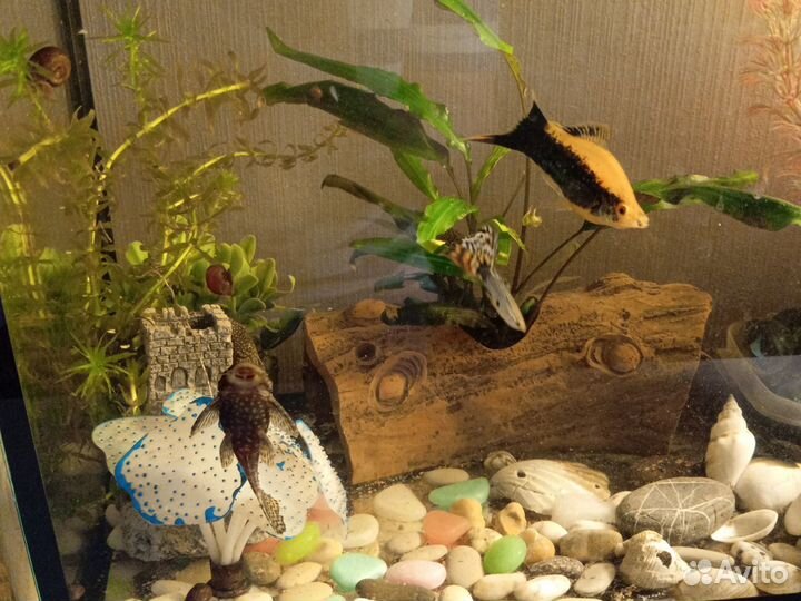 Аквариум и рыбки
