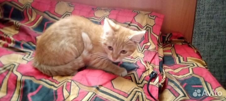 В д в добрые руки в подарок три пачки корма