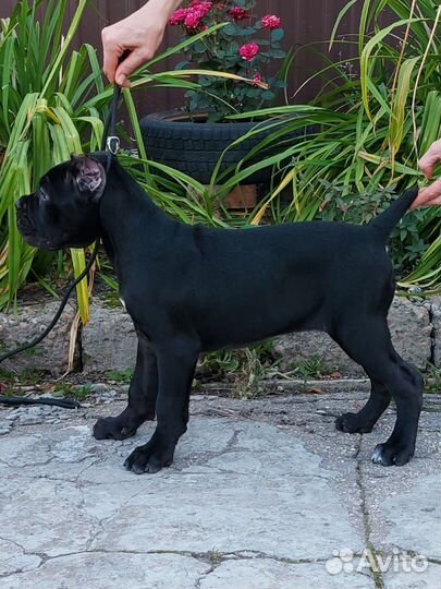 Малыши- девицы