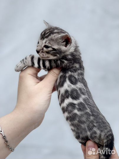 Бенгальские Серебро в Разведение