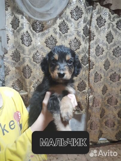 Английский кокер спаниель