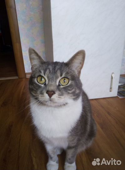 Породистая молодая кошечка ищет дом