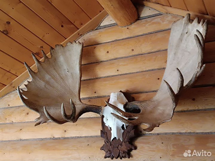 Продам рога лося