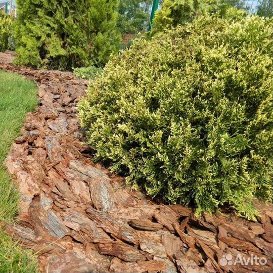 Кора сибирская лиственница