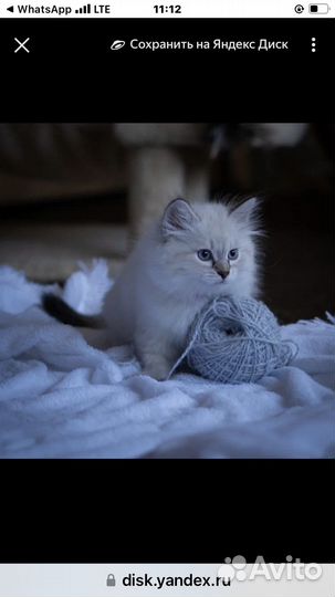 Невская маскарадная