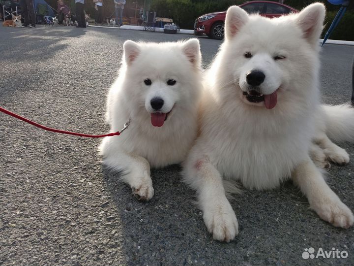 Носки из собачьей шерсти