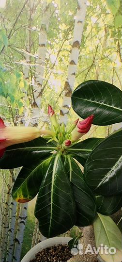 Адениум цветёт яркий, крупный цветок