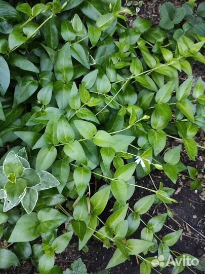 Полынь Барвинок Вербейник Энотера