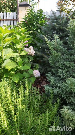 Розмарин - саженцы