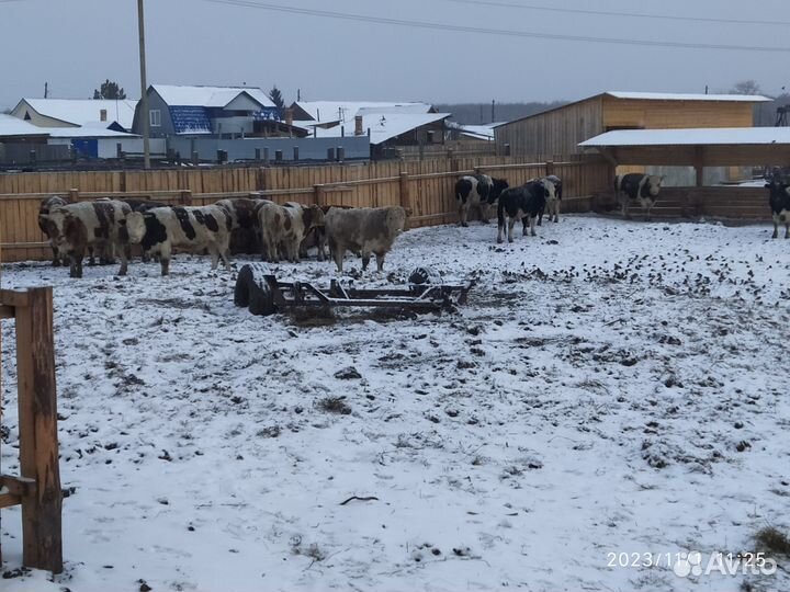 Продам каров,Быков, телок