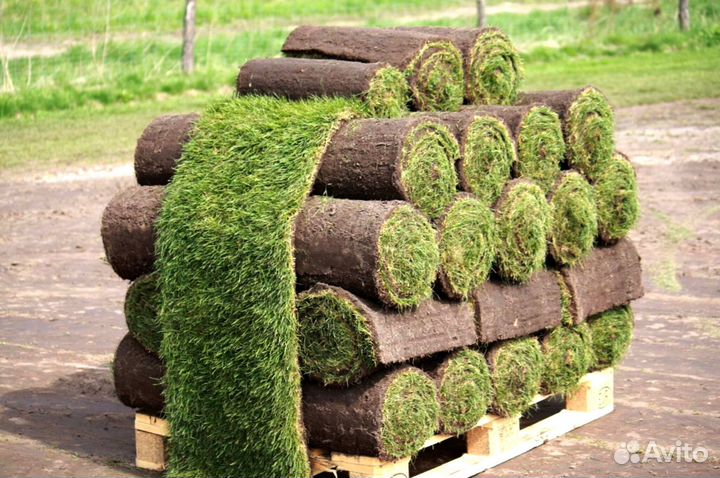 Теневыносливый рулонный газон. Укладка с гарантией