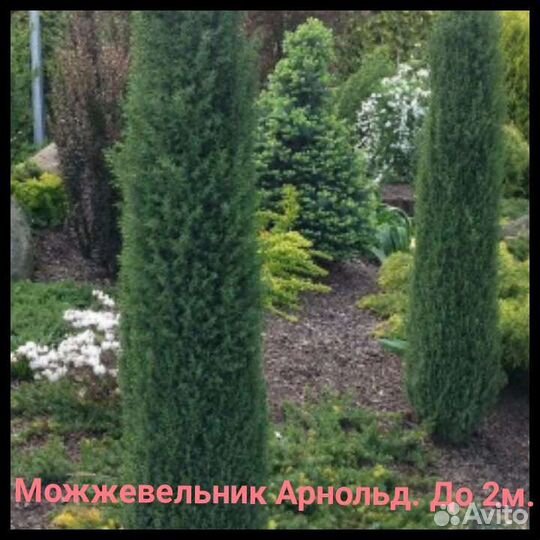 Хвойные растения