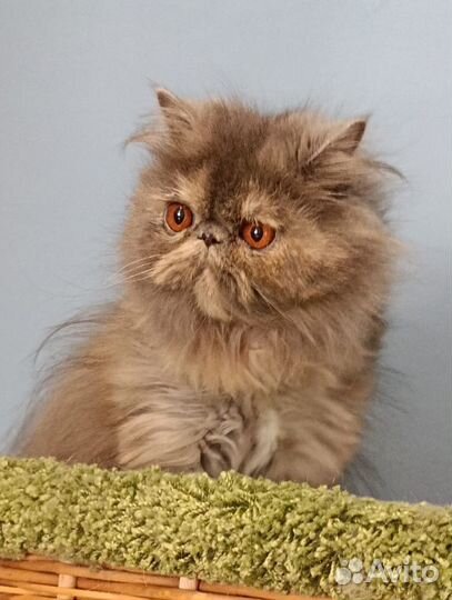 Молодая персидская кошечка