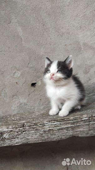 Котята в добрые руки бесплатно