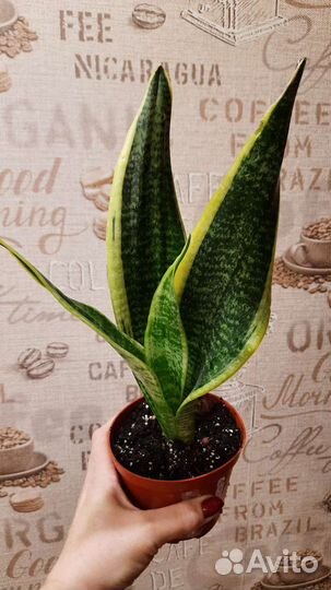Сансевиерия сортовая Лауренти