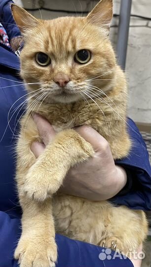 Котик в добрые ручки