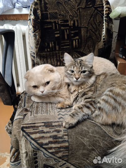 Кошечка в добрые руки