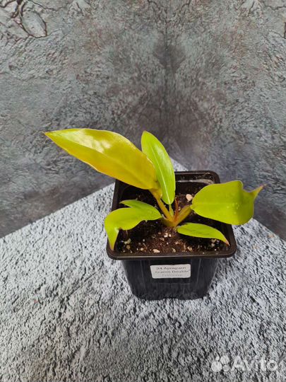 Филодендрон Золотой крокодил