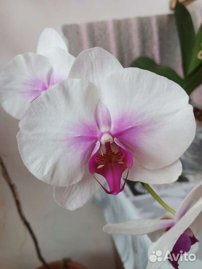 Орхидея Фаленопсис