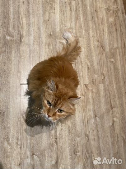 Рыжая пушистая кошка - Кузьминишна Ваше счастье