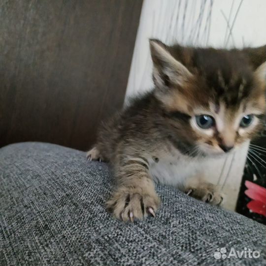 Котята в добрые руки бесплатно