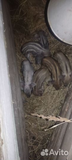 Поросята венгерской мангалицы