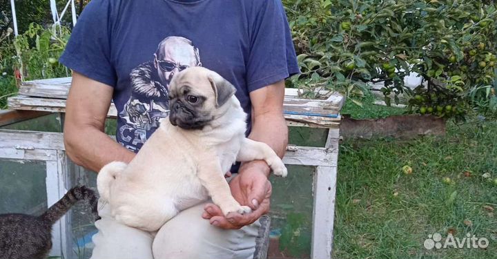 Щенки мопса