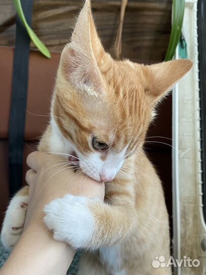 Отдам кота в добрые руки