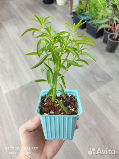 Комнатные растения разные