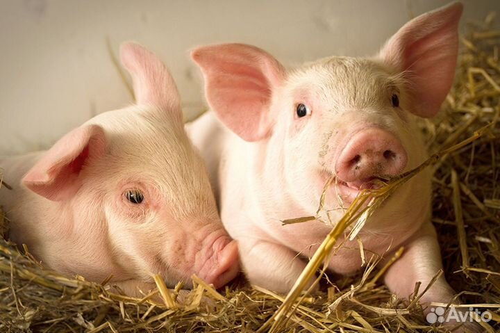 Поросята