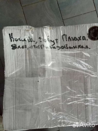 Кошка Плюшка в приюте ждёт хозяев