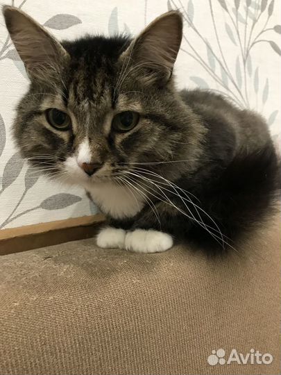 Кот Тихон
