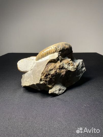 Окаменелости аммониты