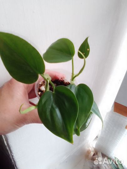 Эпипремнум(сциндапсус)