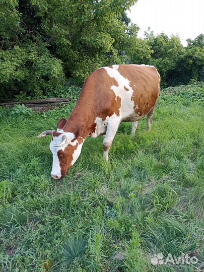 Корова стельная дойная