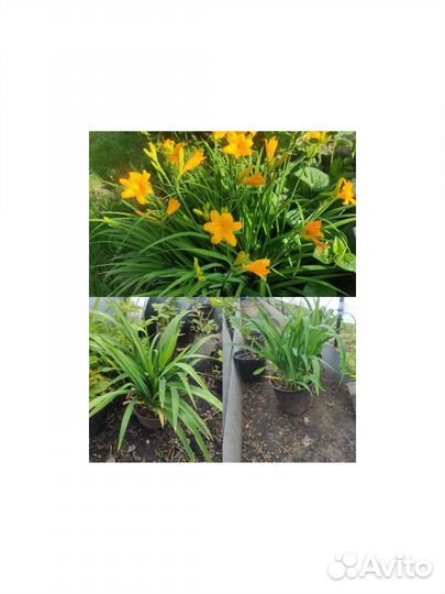 Алиссиум, петунии, тайдалы, гелихризумам