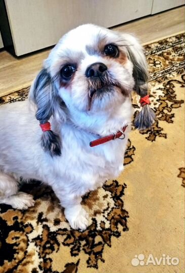 Передержка домашних животных